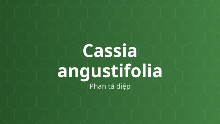 Cassia angustifolia (Phan tả diệp) – Chiết xuất thực vật