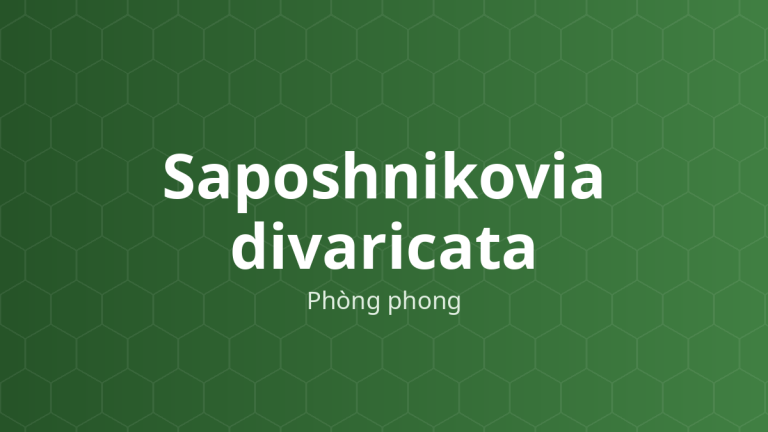 Saposhnikovia divaricata (Phòng phong) – Chiết xuất thực vật