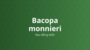Bacopa monnieri (Rau đắng biển) – Chiết xuất thực vật