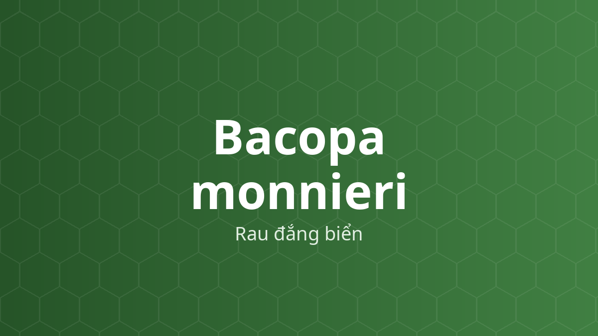 Bacopa monnieri (Rau đắng biển) – Chiết xuất thực vật