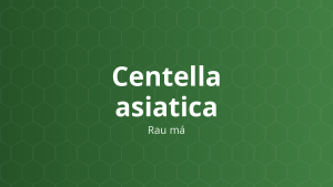 Centella asiatica (Rau má) – Chiết xuất thực vật