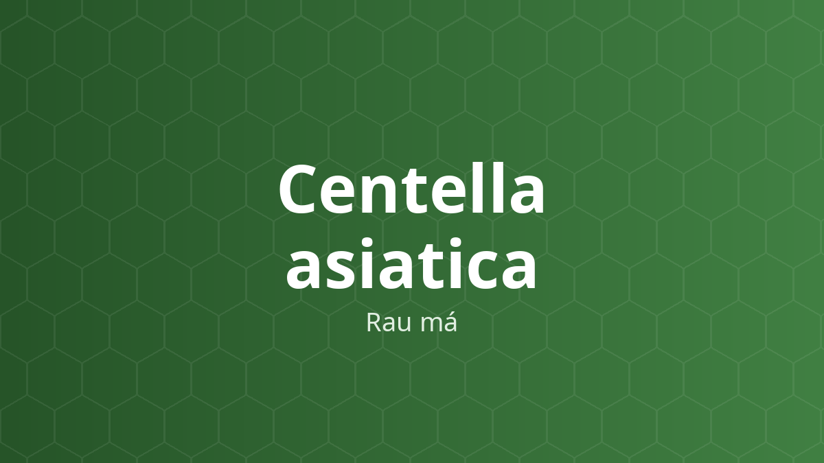 Centella asiatica (Rau má) – Chiết xuất thực vật