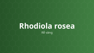 Rhodiola rosea (Rễ vàng) – Chiết xuất thực vật