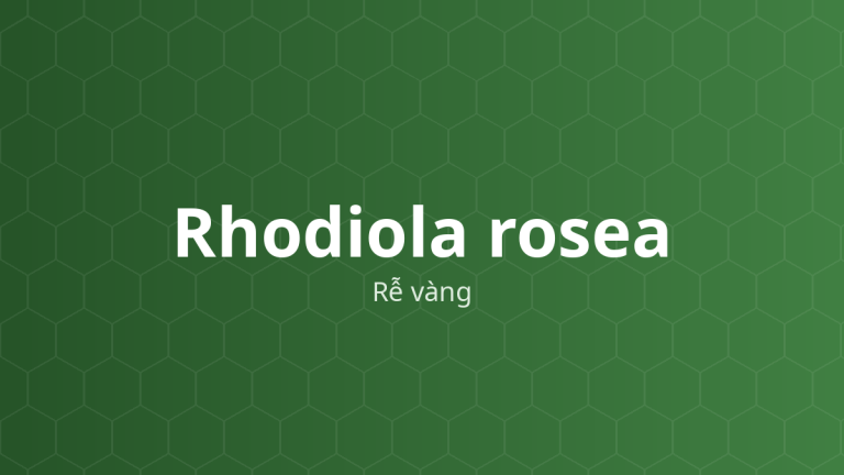 Rhodiola rosea (Rễ vàng) – Chiết xuất thực vật