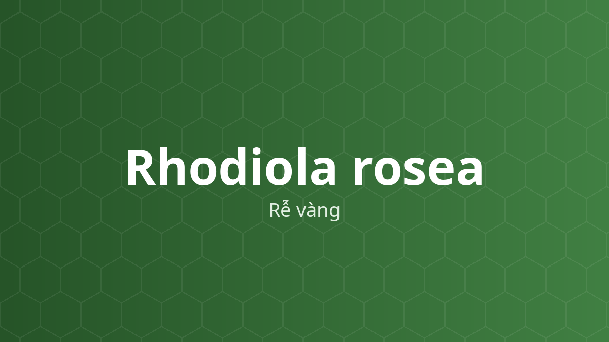 Rhodiola rosea (Rễ vàng) – Chiết xuất thực vật