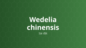Wedelia chinensis (Sài đất) – Chiết xuất thực vật