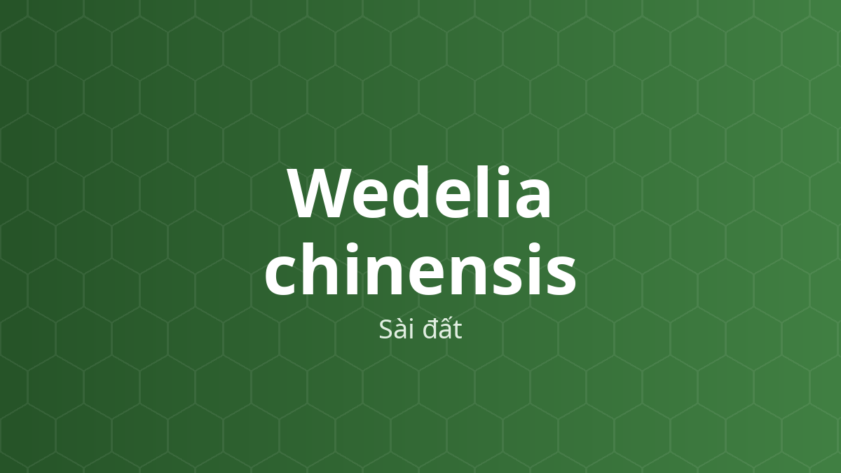 Wedelia chinensis (Sài đất) – Chiết xuất thực vật