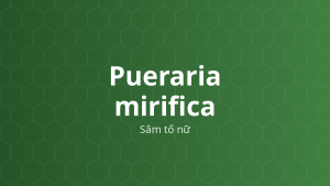 Pueraria mirifica (Sâm tố nữ) – Chiết xuất thực vật