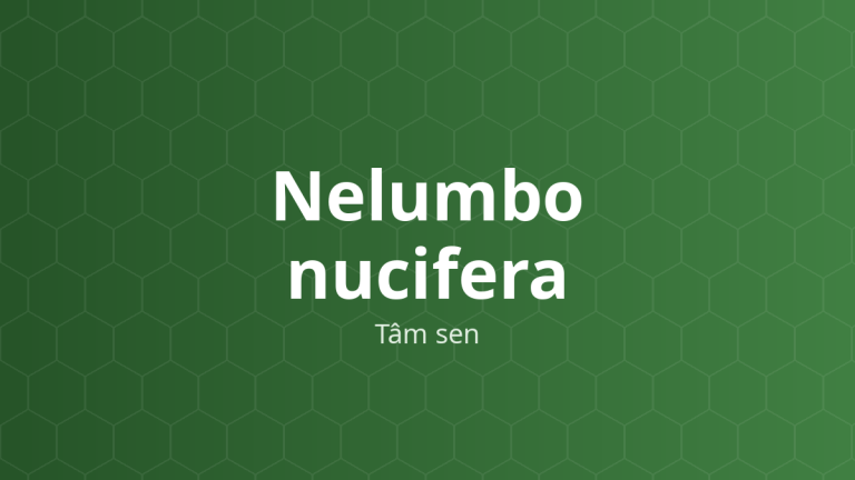 Nelumbo nucifera (Tâm sen) – Chiết xuất thực vật