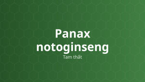 Panax notoginseng (Tam thất) – Chiết xuất thực vật
