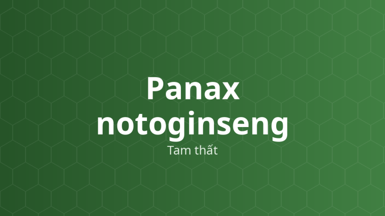Panax notoginseng (Tam thất) – Chiết xuất thực vật