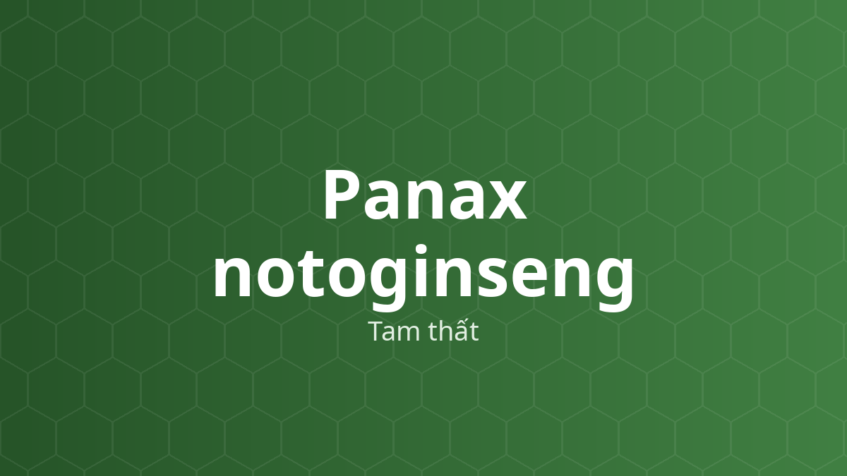 Panax notoginseng (Tam thất) – Chiết xuất thực vật