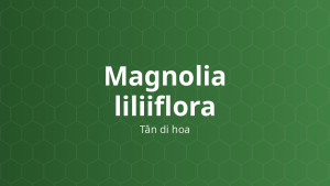 Magnolia liliiflora (Tân di hoa) – Chiết xuất thực vật