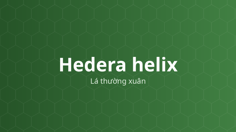 Hedera helix (Lá thường xuân) – Chiết xuất thực vật
