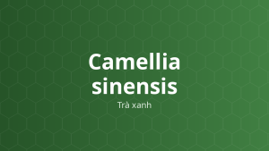 Camellia sinensis (Trà xanh) – Chiết xuất thực vật