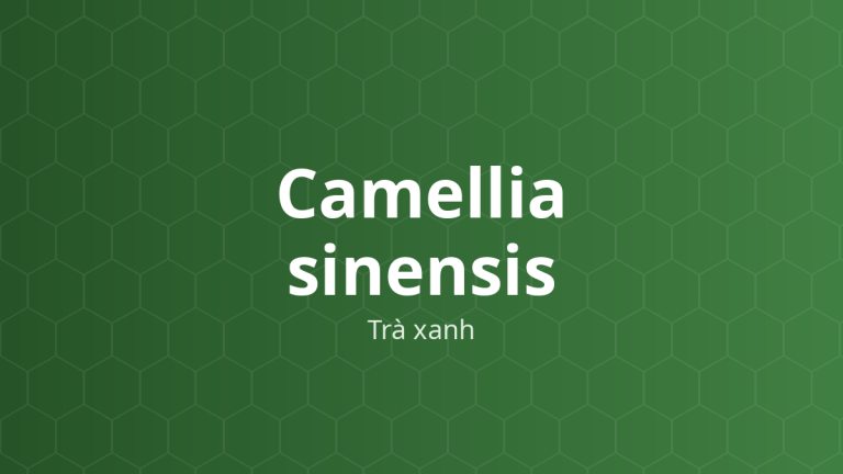 Camellia sinensis (Trà xanh) – Chiết xuất thực vật