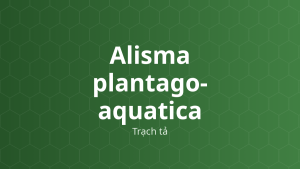 Alisma plantago-aquatica (Trạch tả) – Chiết xuất thực vật