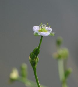 Cây trạch tả – Alisma plantago-aquatica, nguồn nguyên liệu chiết xuất