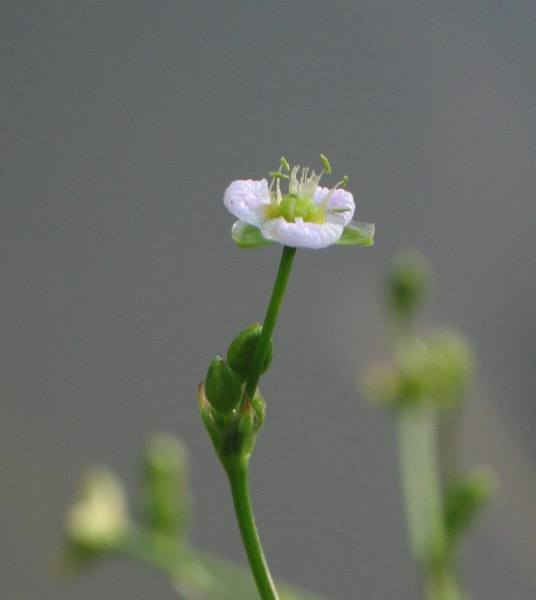 Cây trạch tả – Alisma plantago-aquatica, nguồn nguyên liệu chiết xuất