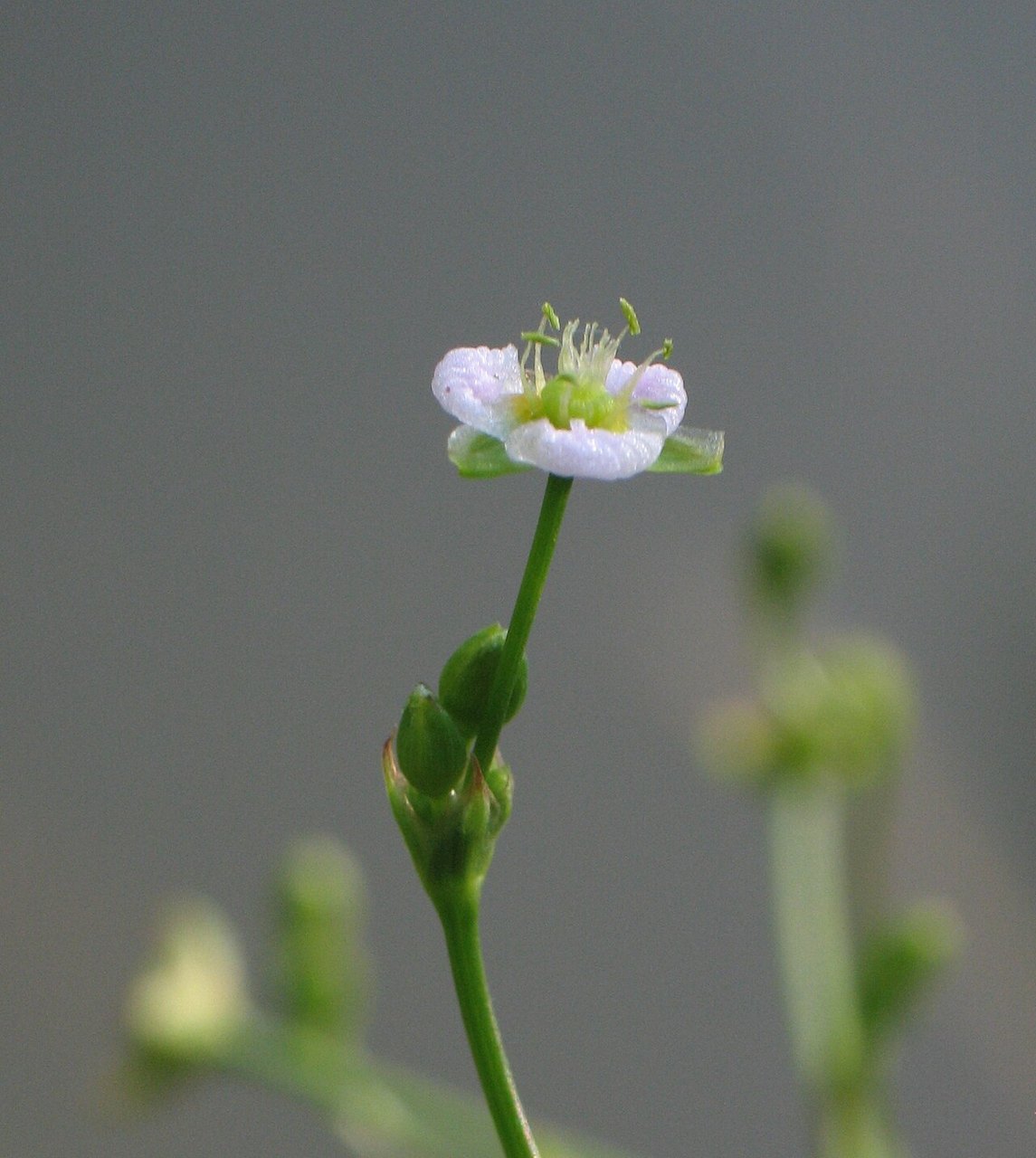 Cây trạch tả – Alisma plantago-aquatica, nguồn nguyên liệu chiết xuất