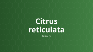 Citrus reticulata (Trần bì) – Chiết xuất thực vật