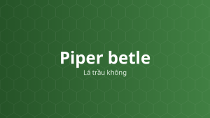 Piper betle (Lá trầu không) – Chiết xuất thực vật