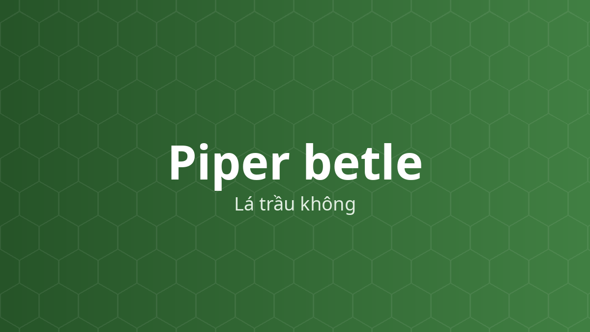 Piper betle (Lá trầu không) – Chiết xuất thực vật