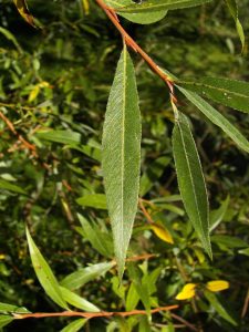 Cây liễu trắng – Salix alba, nguồn nguyên liệu chiết xuất