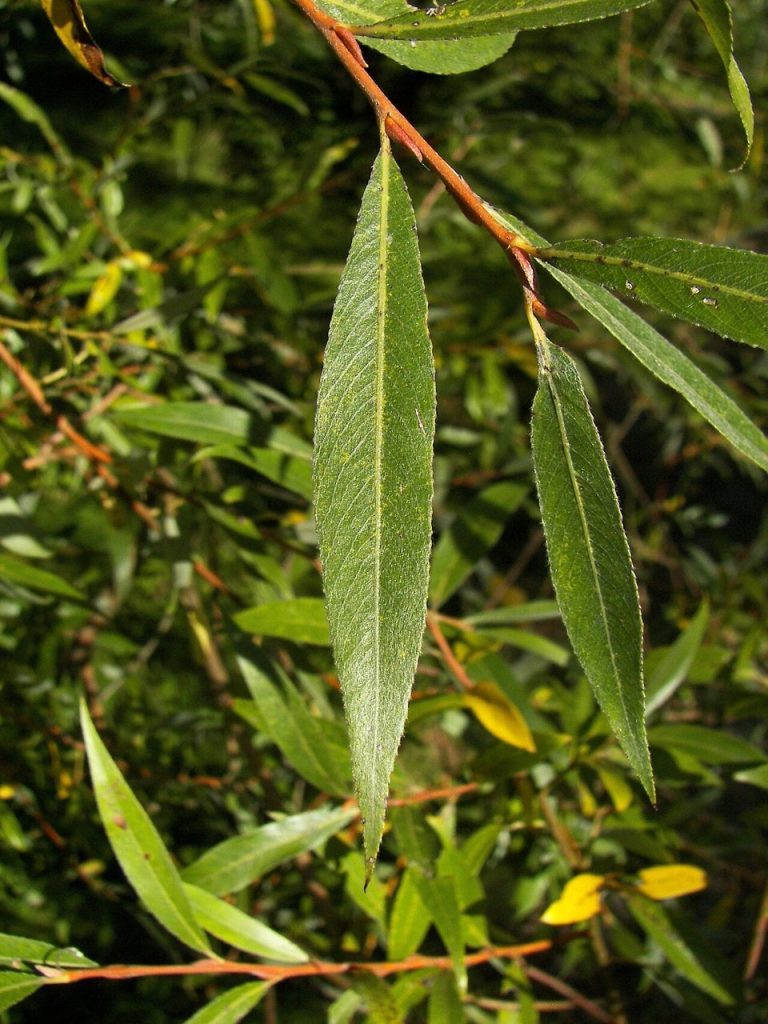 Cây liễu trắng – Salix alba, nguồn nguyên liệu chiết xuất