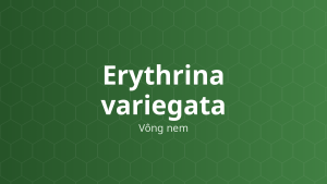 Erythrina variegata (Vông nem) – Chiết xuất thực vật