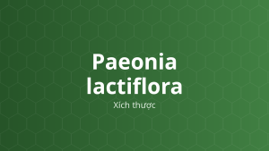 Paeonia lactiflora (Xích thược) – Chiết xuất thực vật