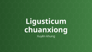 Ligusticum chuanxiong (Xuyên khung) – Chiết xuất thực vật
