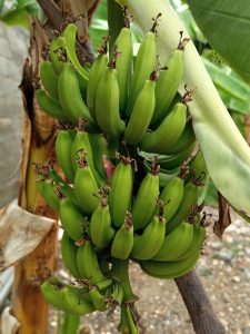 Cây chuối (Musa × paradisiaca)