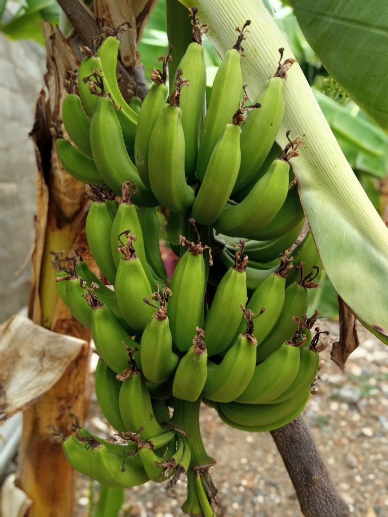 Cây chuối (Musa × paradisiaca)