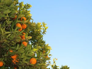 Cây trần bì – Citrus reticulata, nguồn nguyên liệu chiết xuất