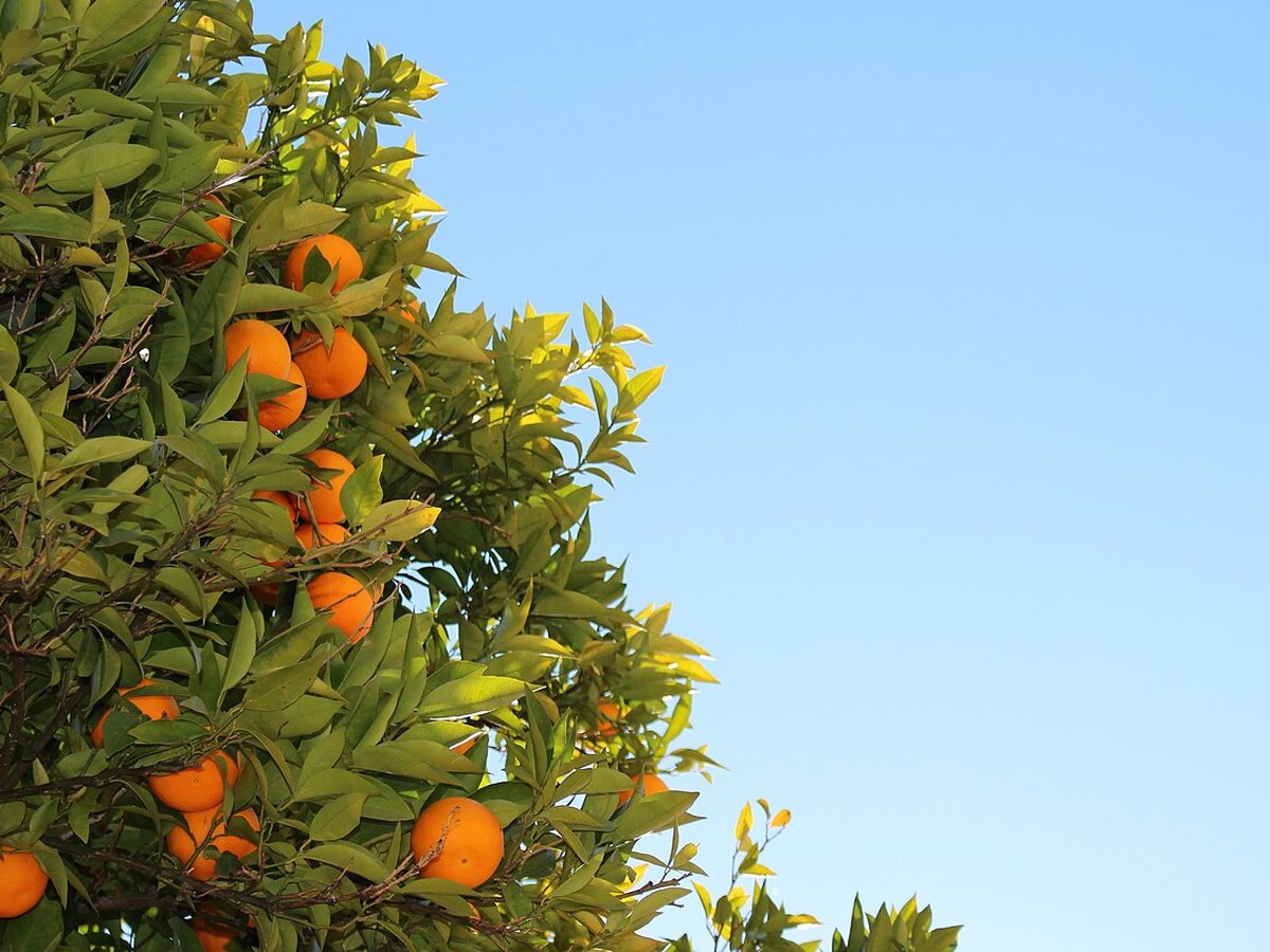 Cây trần bì – Citrus reticulata, nguồn nguyên liệu chiết xuất