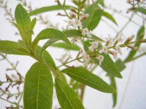 Cây cỏ roi ngựa chanh (Aloysia citrodora)