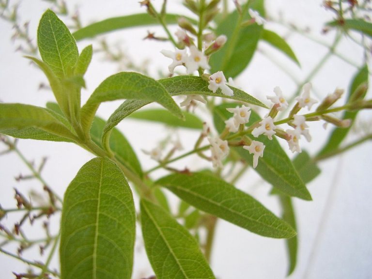 Cây cỏ roi ngựa chanh (Aloysia citrodora)