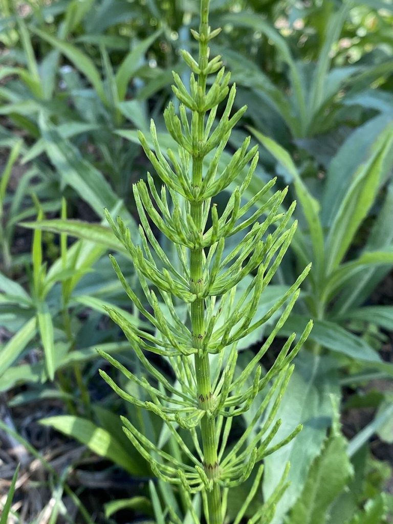 Cây cỏ tháp bút (Equisetum arvense)