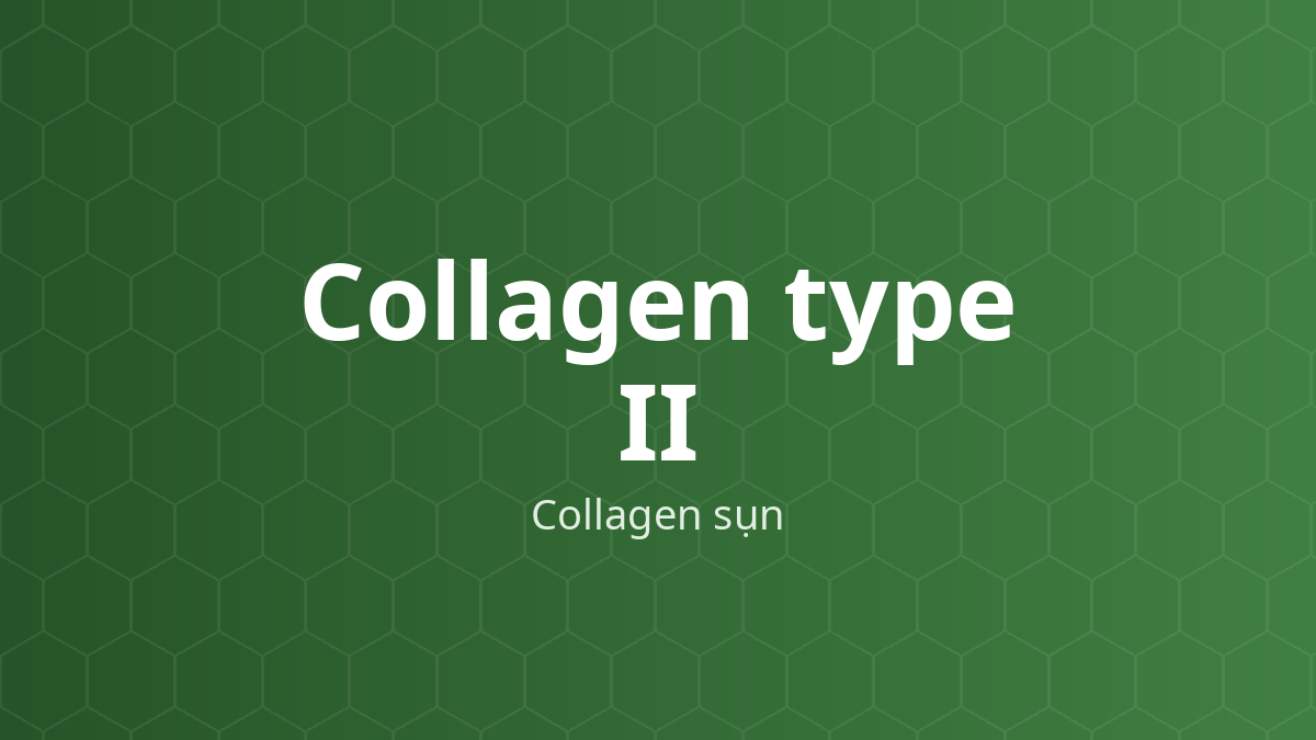 Collagen type II (Collagen sụn) – Protein của sụn