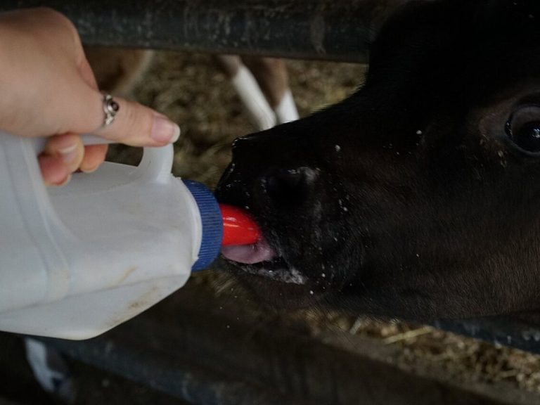 Sữa non (Colostrum)