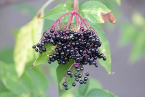 Cây cơm cháy đen (Sambucus nigra)
