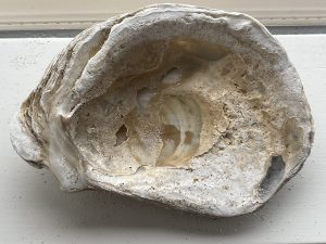 Cây hàu – Crassostrea gigas, nguồn nguyên liệu chiết xuất