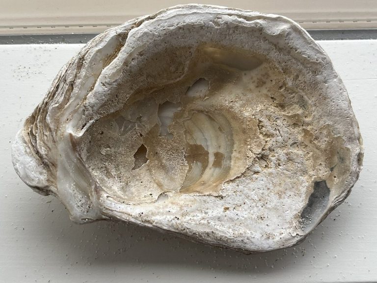 Cây hàu – Crassostrea gigas, nguồn nguyên liệu chiết xuất