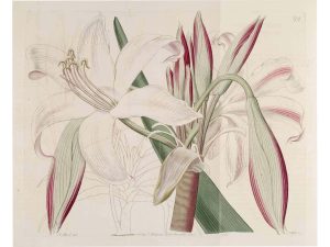 Cây trinh nữ hoàng cung – Crinum latifolium, nguồn nguyên liệu chiết xuất