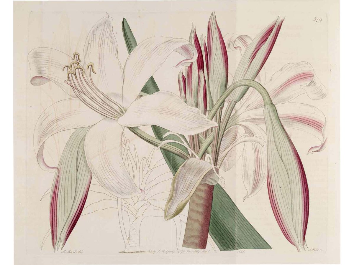 Cây trinh nữ hoàng cung – Crinum latifolium, nguồn nguyên liệu chiết xuất