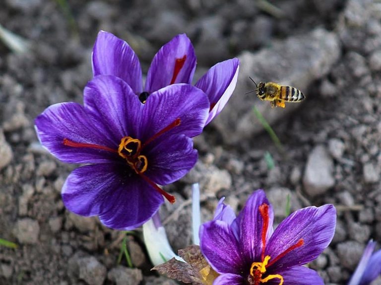 Cây nhụy hoa nghệ tây dạng bột – Crocus sativus, nguồn nguyên liệu chiết xuất