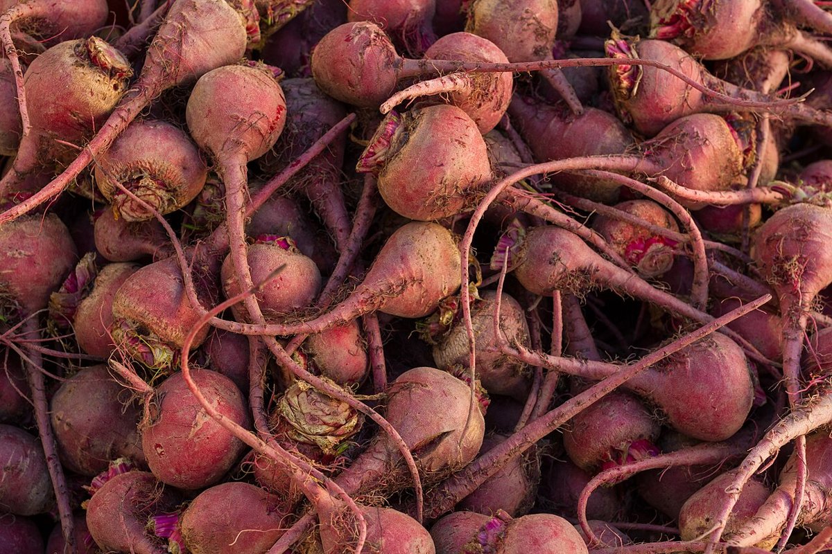 Cây củ dền (Beta vulgaris)