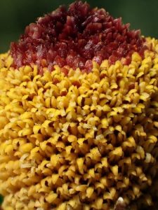 Cây cúc áo hoa vàng (Acmella oleracea)