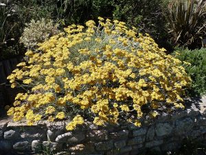 Cây cúc bất tử Ý (Helichrysum italicum)